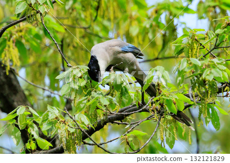 Helmet-like head onaga that can be seen only in eastern Japan 132121829