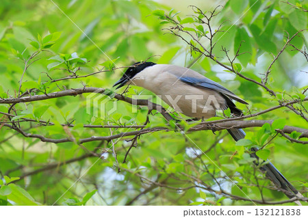 Helmet-like head onaga that can be seen only in eastern Japan 132121838