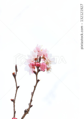 October Cherry Blossoms: Cherry blossoms that bloom from autumn to winter 132121927