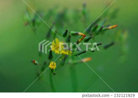 東方假鷹，一種自然生長在路邊和花園裡，開黃色花朵的雜草。 132121929