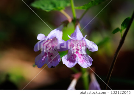 Glechoma grandis blooming in spring, which is also popular as a medicinal herb and herbal tea Glechoma grandis blooming in spring, which is also popular as a medicinal herb and herbal tea 132122045