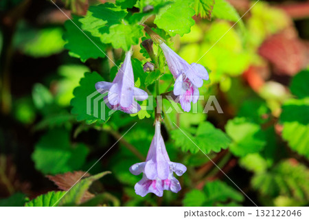 Glechoma grandis blooming in spring, which is also popular as a medicinal herb and herbal tea Glechoma grandis blooming in spring, which is also popular as a medicinal herb and herbal tea 132122046