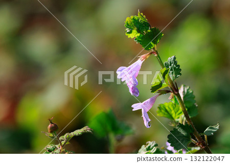 Glechoma grandis blooming in spring, which is also popular as a medicinal herb and herbal tea Glechoma grandis blooming in spring, which is also popular as a medicinal herb and herbal tea 132122047