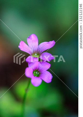 Oxalis 被誤認為是幸運的四葉草 Oxalis 被誤認為是幸運的四葉草 132122146