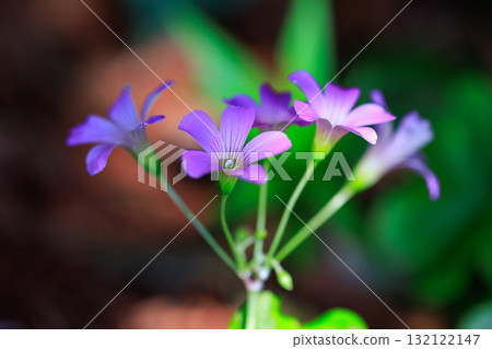 Oxalis mistaken for a lucky four-leaf clover Oxalis mistaken for a lucky four-leaf clover 132122147