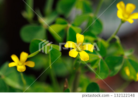 Oxalis mistaken for a lucky four-leaf clover Oxalis mistaken for a lucky four-leaf clover 132122148