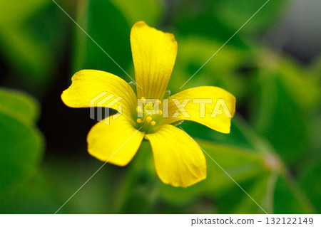Oxalis mistaken for a lucky four-leaf clover Oxalis mistaken for a lucky four-leaf clover 132122149