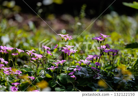 Oxalis mistaken for a lucky four-leaf clover Oxalis mistaken for a lucky four-leaf clover 132122150