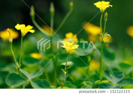 Oxalis mistaken for a lucky four-leaf clover Oxalis mistaken for a lucky four-leaf clover 132122153