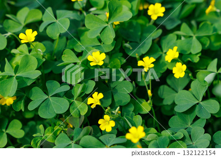 Oxalis mistaken for a lucky four-leaf clover Oxalis mistaken for a lucky four-leaf clover 132122154