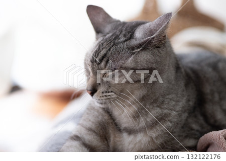 薩巴特拉貓在窗邊睡覺 薩巴特拉貓在窗邊睡覺 132122176