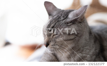 薩巴特拉貓在窗邊睡覺 132122177