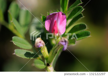 The official name is the Vetch, a crow no pea. The official name is the Vetch, a crow no pea. 132122207