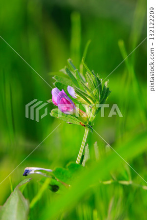 The official name is the Vetch, a crow no pea. The official name is the Vetch, a crow no pea. 132122209