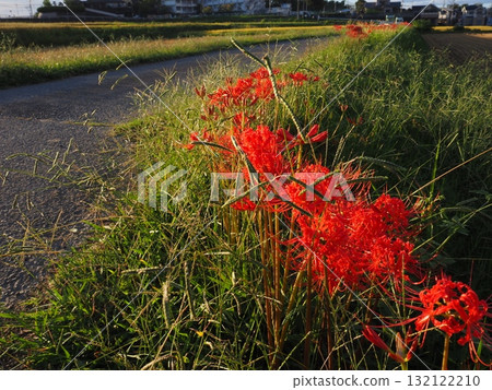 Higambuna Higambuna 132122210