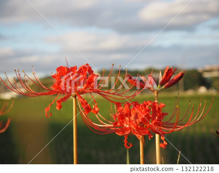 石蒜 石蒜 132122218