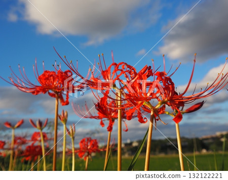 Higambuna Higambuna 132122221