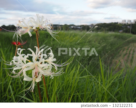 白色巨型布納 白色巨型布納 132122231