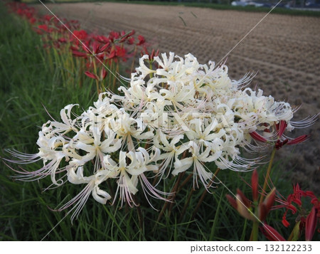 White giant buna White giant buna 132122233