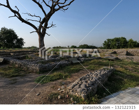 Sirkap ruins scene showing a leafless tree amid lush green trees symbolizing life and decay in ancient Taxila heritage 132122315