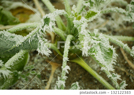 Kale winter curly green farm frost white silver ice bio leaves cold large cabbage leaves Brassica oleracea sabellica garden snow field farming ripe fresh variety icy cicla group organically icing 132122383