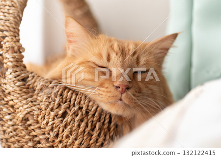 睡在窗邊的貓茶虎斑貓 132122415