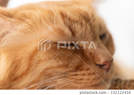 Cat sleeping by the window Tea tabby cat Cat sleeping by the window Tea tabby cat 132122416