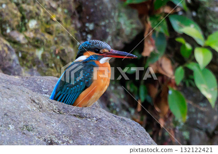 琉璃色的流行翠鳥 琉璃色的流行翠鳥 132122421