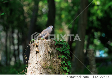 The turtledove, also known as the turtledove, which is also famous for its game 132122583