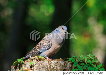 Kijibat，也稱為Yamabat，也以Jibie而聞名 132122584