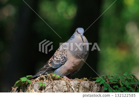 The turtledove, also known as the turtledove, which is also famous for its game 132122585