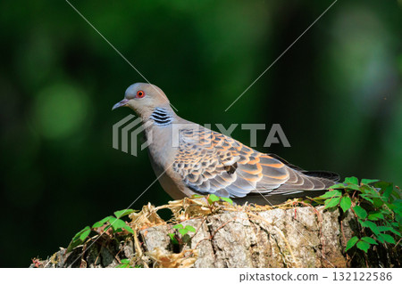 The turtledove, also known as the turtledove, which is also famous for its game 132122586