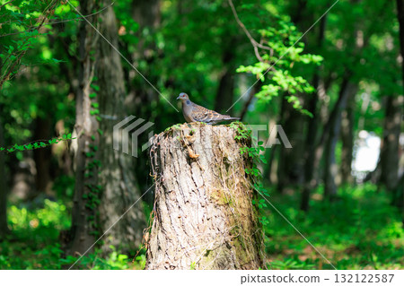 The turtledove, also known as the turtledove, which is also famous for its game 132122587