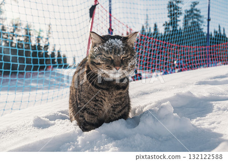Cat enjoying a snowy day on a ski slope surrounded by trees and a net in a vibrant winter landscape 132122588