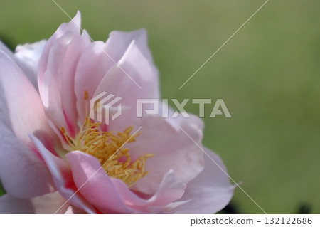 Queen of flowers Queen of flowers 132122686