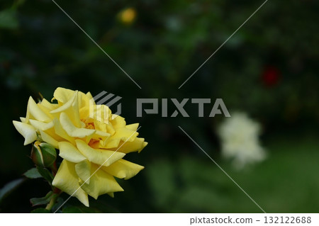 Queen of flowers Queen of flowers 132122688