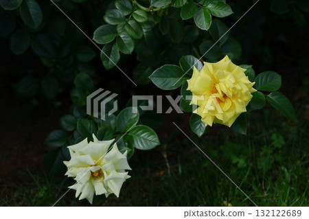 Queen of flowers Queen of flowers 132122689