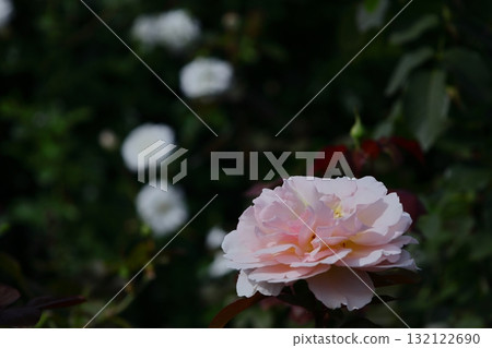 Queen of flowers 132122690