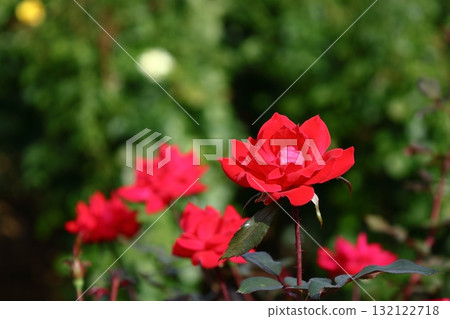 Queen of flowers Queen of flowers 132122718