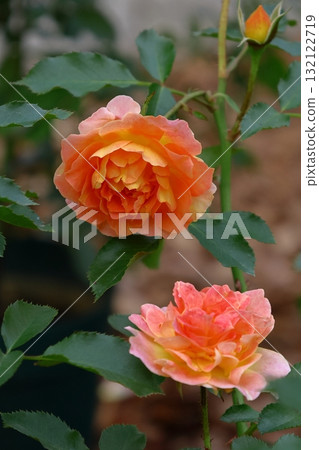 Queen of flowers 132122719