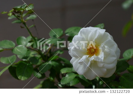 Queen of flowers Queen of flowers 132122720