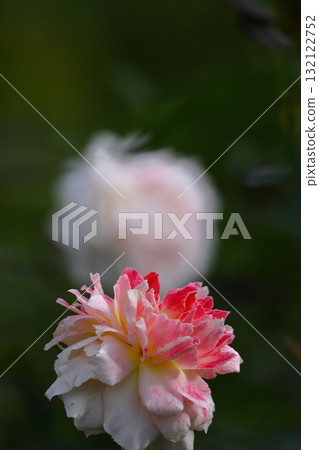 花的女王 132122752