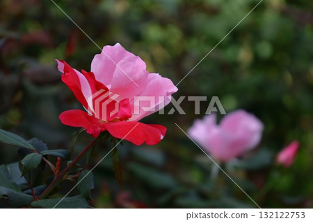 花的女王 花的女王 132122753