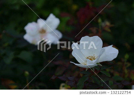 花的女王 花的女王 132122754