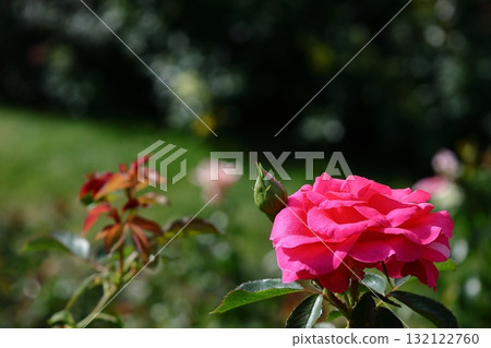 花的女王 花的女王 132122760