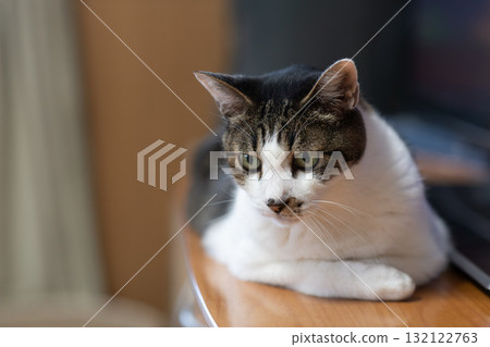 盯著野雞的貓 132122763