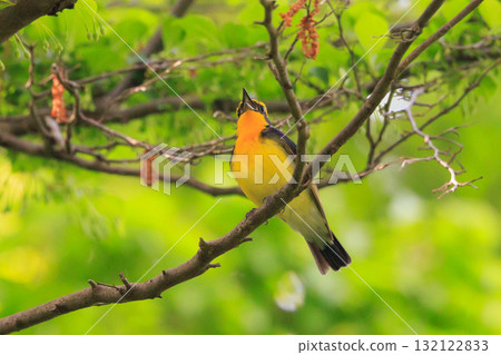 以其五顏六色的外表,在夏天用優美的歌聲吸引雌性。 以其五顏六色的外表,在夏天用優美的歌聲吸引雌性。 132122833