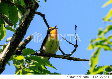 With its colorful appearance, it sings beautifully in the summer to attract females. With its colorful appearance, it sings beautifully in the summer to attract females. 132122841