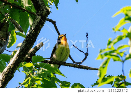 With its colorful appearance, it sings beautifully in the summer to attract females. With its colorful appearance, it sings beautifully in the summer to attract females. 132122842