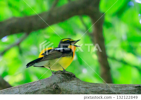 With its colorful appearance, it sings beautifully in the summer to attract females. With its colorful appearance, it sings beautifully in the summer to attract females. 132122849